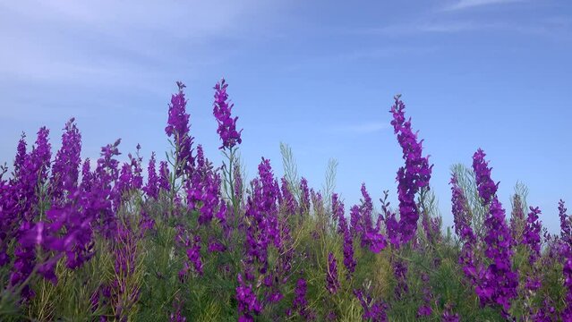 Blue wild field. Secondary steppe on the Kerch peninsula, Crimea overgrown with forking larkspur (Delphinium consolida)