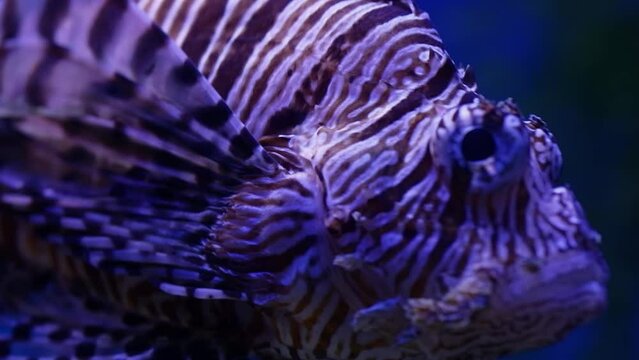 Close up view of gorgeous aquarium fish.