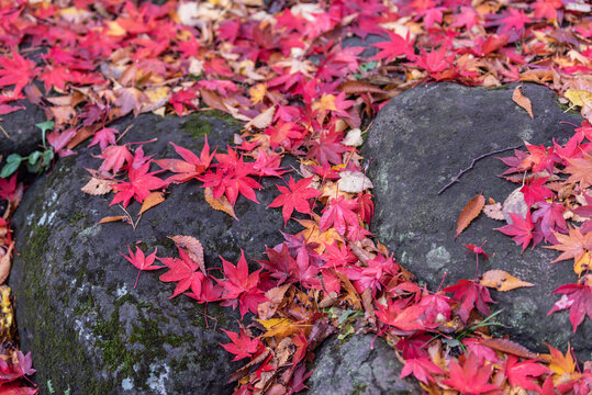 枯れる Images – Browse 4,786 Stock Photos, Vectors, and Video | Adobe Stock