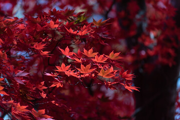 秋色の寿公園散策