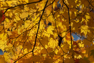 秋色の寿公園散策