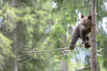 brown bear baby  cub in a green forest