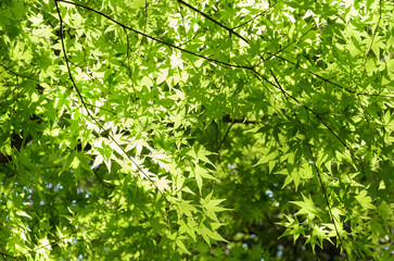 新緑のモミジの若葉と新緑
