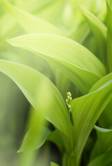 Beautiful natural background of green leaves of lily of the valley. Close-up. Selective focus.