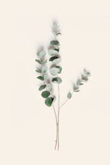 Green eucalyptus branches on beige background. Minimal aesthetic flat lay, spa wellness concept, top view green leaves of fresh plant eucalyptus, copy space, botanical nature wallpaper, vertical