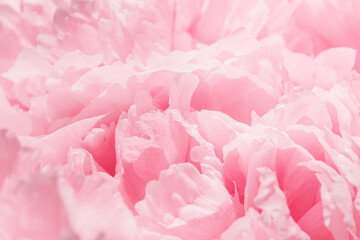 Fototapeta premium Peony flowers spring holiday flowery aesthetic nature close up pattern, botanical design background, floral top view photo, pink-white blooming flower, scenery beauty nature wallpaper, sunlight