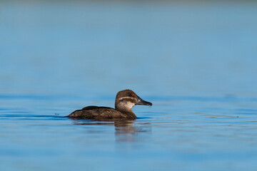  Female Lake Duck in Pampas Lagoon environment, La Pampa Province, Patagonia , Argentina.