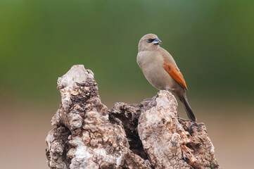 Bay winged Cowbird in Calden forest environment, La Pampa Province, Patagonia, Argentina.
