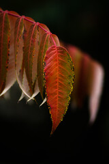 Autumn leaves of the sumac tree