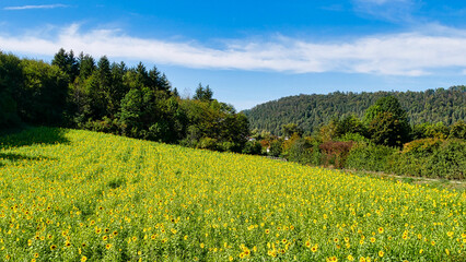 Blühendes Sonnenblumenfeld am Rnde des Neckartalradweges