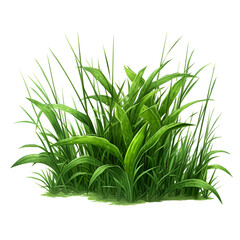 Fototapeta premium A blade of grass isolated on transparent background.