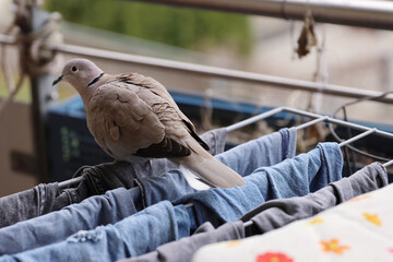 Turtle dove walking over the clothes hanging on the balcony cloth dryer. Urban wildlife. Birds in...