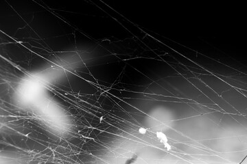 Close up of spiderweb on black background. Cobweb spider messy asymetrical web isolated. Black and white graphic.