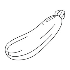 Zucchini vector icon. Oblong squash. Vegetable. organic ingredient.