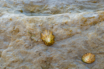 sea limpets