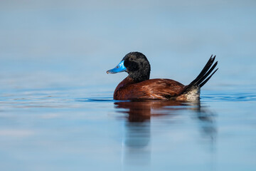  Lake Duck in Pampas Lagoon environment, La Pampa Province, Patagonia , Argentina.