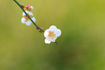 a Plum blossom or Chinese plum flower,