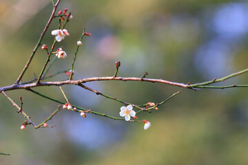 a Plum blossom or Chinese plum flower,