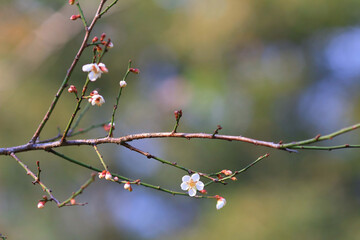 a Plum blossom or Chinese plum flower,