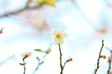 a Plum blossom or Chinese plum flower,