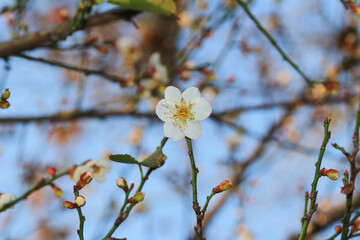 a Plum blossom or Chinese plum flower,
