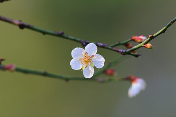a Plum blossom or Chinese plum flower,