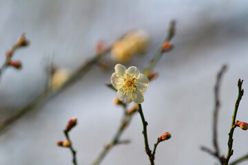 a Plum blossom or Chinese plum flower,