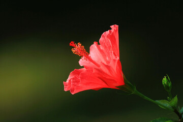 a Hibiscus Flower, hong kon spring, hk