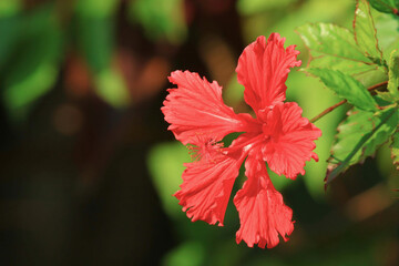 a Hibiscus Flower, hong kon spring, hk