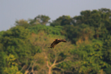 an Sea Eagle at sai kung sea