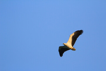 a Sea Eagle at sai kung sea