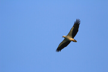 a Sea Eagle at sai kung sea