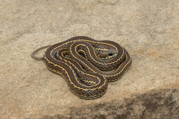 A mildly venomous spotted skaapsteker, also known as a spotted grass snake (Psammophylax...