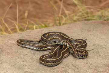 A mildly venomous spotted skaapsteker, also known as a spotted grass snake (Psammophylax rhombeatus) found in a grassland in the Drakensberg Mountain Range, South Africa