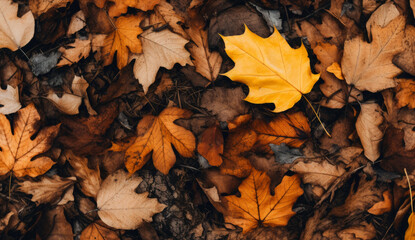 fallen autumn leaves