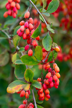 Barberry berries on branch on autumn background. Branches of a bright red barberis shrub against blurry background.