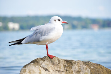 Fototapeta premium white seagull on a stone on the lake background close-up