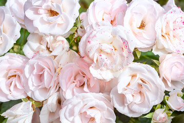 Obraz na płótnie Canvas Aroma rose flowers in the autumn garden. Light pink roses flowers. Tea rose.