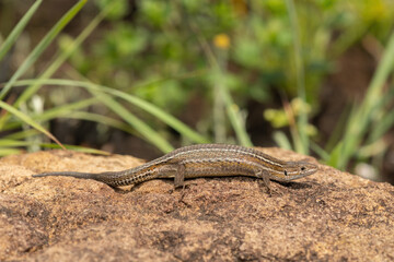 A beautiful Essex's Mountain Lizard (Tropidosaura essexi) in a grassland in the Drakensberg Mountain Range, South Africa