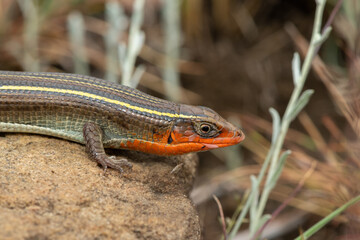 A beautiful yellow-throated plated lizard (Gerrhosaurus flavigularis) in a grassland in the Drakensberg Mountain Range, South Africa