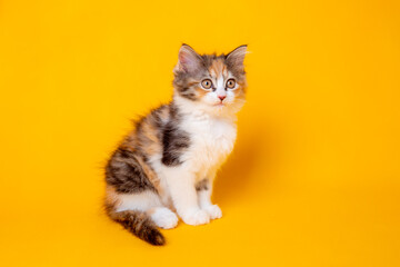 a small kitten with a curious expression is sitting on a yellow background. The cat is isolated, and there is an empty space around it.