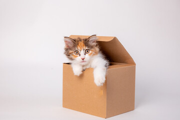 Funny kitten in a cardboard box, isolated on a white background with a place for text. cute kitten...