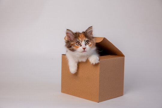 Funny kitten in a cardboard box, isolated on a white background with a place for text. cute kitten cat looks out with paws from a food delivery box. A cat joke in a gift box.