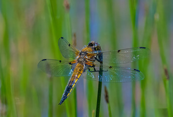 dragonfly on a branch