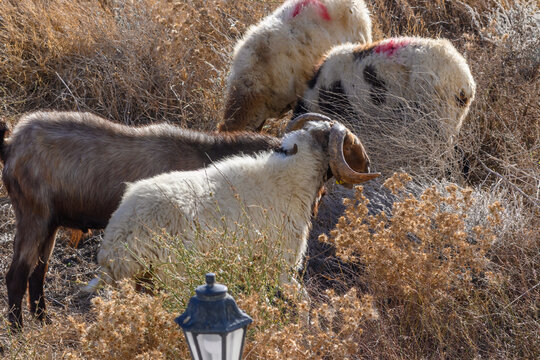 Sheep graze in autumn in Cyprus 5