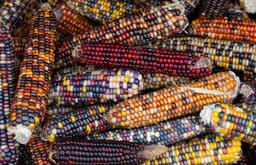 Corn cobs of different colors and with colorful corn kernels lie on top of each other and form a background. - obrazy, fototapety, plakaty