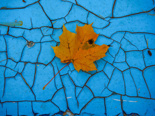 autumn maple leaf on an old painted surface with cracked paint