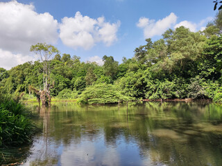 Fototapeta na wymiar Hampstead Wetlands Park in Singapore.