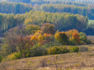 Beautiful autumn panoramic landscape in the forest. Autumn woods tree