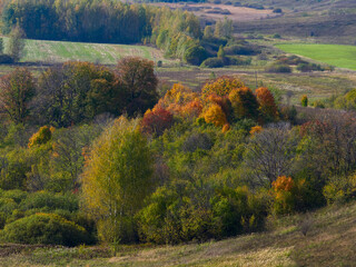 Beautiful autumn panoramic landscape in the forest. Autumn woods tree